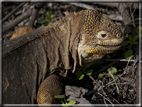 foto Flora e la fauna della Isole Galapagos